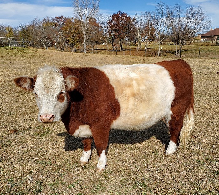 Miniature Cattle Have Ambled Into Our Hearts and Onto Our Modest Acreages –  Texas Monthly