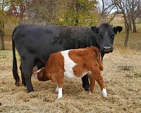 mini cows for sale Texas God's Grace Mini Miniature Cattle Ranch