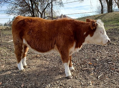 mini cows for sale Texas God's Grace Mini Miniature Cattle Ranch GGR