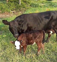 God's Grace Mini Miniature Cattle Ranch