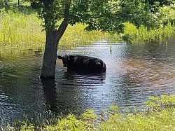 God's Grace Mini Miniature Cattle Ranch