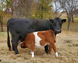 God's Grace Mini Miniature Cattle