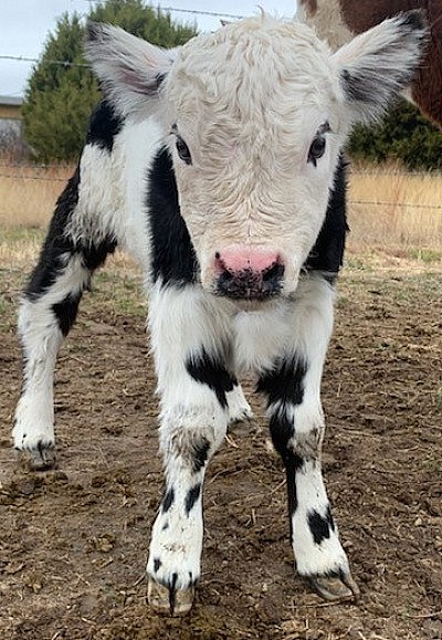 mini cows for sale Texas miniature cattle