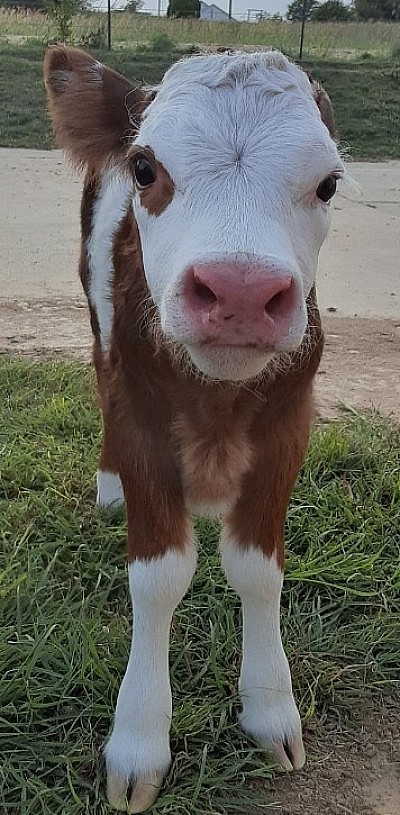 mini cows for sale Texas miniature cattle