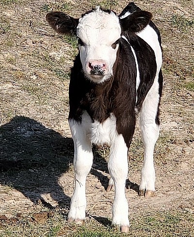 mini cows for sale Texas miniature cattle