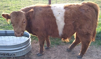 mini cows for sale Texas God's Grace Mini Miniature Cattle Ranch GGR