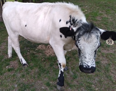 mini cows for sale Texas God's Grace Mini Miniature Cattle Ranch GGR