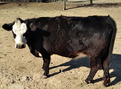 mini cows for sale Texas God's Grace Mini Miniature Cattle Ranch GGR