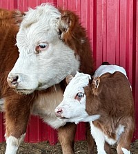 mini cows for sale Texas God's Grace Ranch Mini Cattle