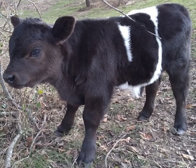 mini cows for sale Texas miniature cattle
