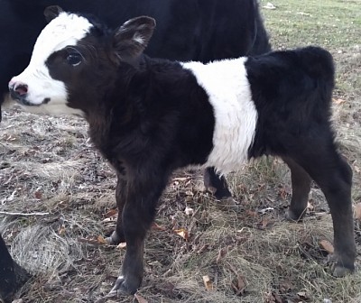 mini cows for sale Texas miniature cattle