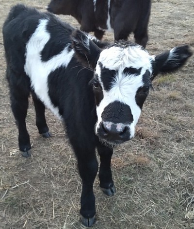 mini cows for sale Texas miniature cattle