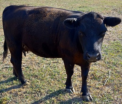 mini cow for sale miniature cattle for sale Weatherford Texas near Fort Worth Texas