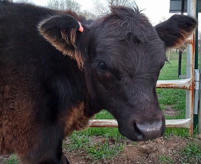 heifer mini miniature cow cattle for sale Weatherford Fort Worth Texas