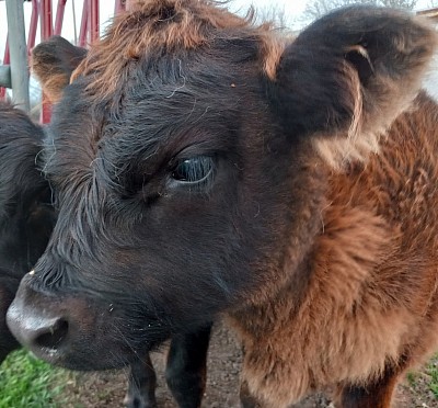 steer mini miniature cow cattle for sale Weatherford Fort Worth Texas