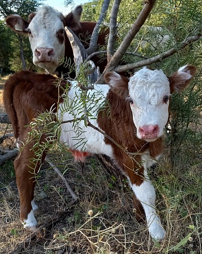 heifer mini miniature cow cattle for sale Weatherford Fort Worth Texas calf calves