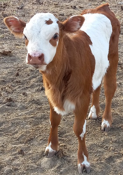 heifer mini miniature cow cattle for sale Weatherford Fort Worth Texas calf calves