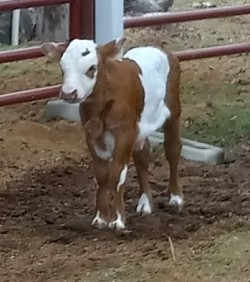 heifer mini miniature cow cattle for sale Weatherford Fort Worth Texas calf calves