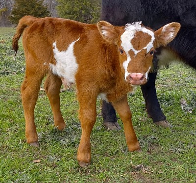 steer heifer mini miniature cow cattle for sale Weatherford Fort Worth Texas calf calves