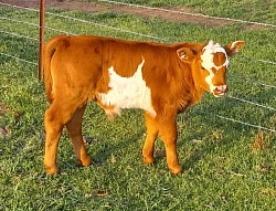 steer heifer mini miniature cow cattle for sale Weatherford Fort Worth Texas calf calves