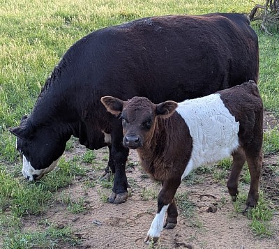 mini cow miniature cattle for sale Texas near me Fort Worth Weatherford Mineral Wells Stephenville Decatur Bowie Graford Palo Pinto Parker County Dallas Millsap Brock Cool Springtown