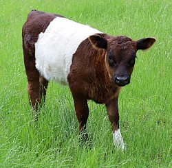 mini cow miniature cattle for sale Texas near me Fort Worth Weatherford Mineral Wells Stephenville Decatur Bowie Graford Palo Pinto Parker County Dallas Millsap Brock Cool Springtown