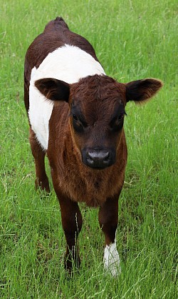 mini cow miniature cattle for sale Texas near me Fort Worth Weatherford Mineral Wells Stephenville Decatur Bowie Graford Palo Pinto Parker County Dallas Millsap Brock Cool Springtown