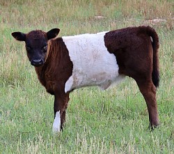 mini cow miniature cattle for sale Texas near me Fort Worth Weatherford Mineral Wells Stephenville Decatur Bowie Graford Palo Pinto Parker County Dallas Millsap Brock Cool Springtown