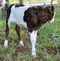 mini cow miniature cattle for sale Texas near me Fort Worth Weatherford Mineral Wells Stephenville Decatur Bowie Graford Palo Pinto Parker County Dallas Millsap Brock Cool Springtown