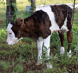 mini cow miniature cattle for sale Texas near me Fort Worth Weatherford Mineral Wells Stephenville Decatur Bowie Graford Palo Pinto Parker County Dallas Millsap Brock Cool Springtown