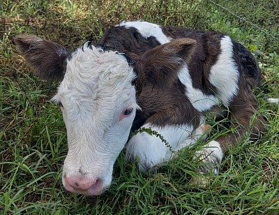 mini cow miniature cattle for sale Texas near me Fort Worth Weatherford Mineral Wells Stephenville Decatur Bowie Graford Palo Pinto Parker County Dallas Millsap Brock Cool Springtown