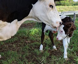 mini cow miniature cattle for sale Texas near me Fort Worth Weatherford Mineral Wells Stephenville Decatur Bowie Graford Palo Pinto Parker County Dallas Millsap Brock Cool Springtown