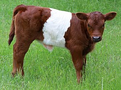 mini cow miniature cattle for sale Texas near me Fort Worth Weatherford Mineral Wells Stephenville Decatur Bowie Graford Palo Pinto Parker County Dallas Millsap Brock Cool Springtown