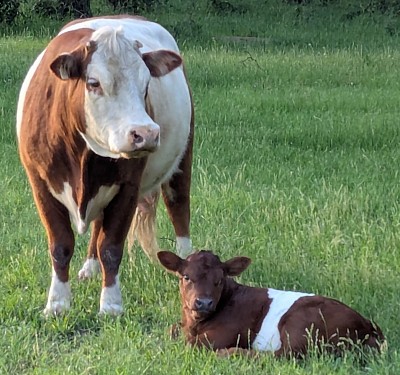 mini cow miniature cattle for sale Texas near me Fort Worth Weatherford Mineral Wells Stephenville Decatur Bowie Graford Palo Pinto Parker County Dallas Millsap Brock Cool Springtown