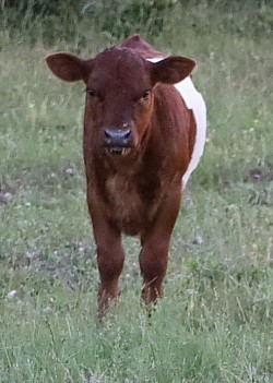 mini cow miniature cattle for sale Texas near me Fort Worth Weatherford Mineral Wells Stephenville Decatur Bowie Graford Palo Pinto Parker County Dallas Millsap Brock Cool Springtown