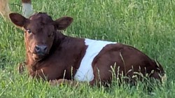mini cow miniature cattle for sale Texas near me Fort Worth Weatherford Mineral Wells Stephenville Decatur Bowie Graford Palo Pinto Parker County Dallas Millsap Brock Cool Springtown