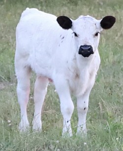 mini cow miniature cattle for sale Texas near me Fort Worth Weatherford Mineral Wells Stephenville Decatur Bowie Graford Palo Pinto Parker County Dallas Millsap Brock Cool Springtown