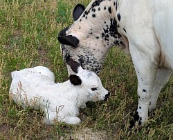 mini cow miniature cattle for sale Texas near me Fort Worth Weatherford Mineral Wells Stephenville Decatur Bowie Graford Palo Pinto Parker County Dallas Millsap Brock Cool Springtown