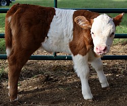 mini cow miniature cattle for sale Texas near me Fort Worth Weatherford Mineral Wells Stephenville Decatur Bowie Graford Palo Pinto Parker County Dallas Millsap Brock Cool Springtown