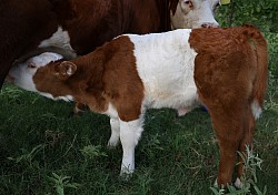 mini cow miniature cattle for sale Texas near me Fort Worth Weatherford Mineral Wells Stephenville Decatur Bowie Graford Palo Pinto Parker County Dallas Millsap Brock Cool Springtown