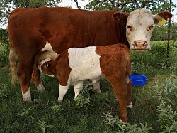 mini cow miniature cattle for sale Texas near me Fort Worth Weatherford Mineral Wells Stephenville Decatur Bowie Graford Palo Pinto Parker County Dallas Millsap Brock Cool Springtown
