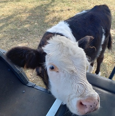 mini cow miniature cattle for sale Texas near me Fort Worth Weatherford Mineral Wells Stephenville Decatur Bowie Graford Palo Pinto Parker County Dallas Millsap Brock Cool Springtown