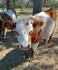 mini cow miniature cattle for sale Texas near me Fort Worth Weatherford Mineral Wells Stephenville Decatur Bowie Graford Palo Pinto Parker County Dallas Millsap Brock Cool Springtown