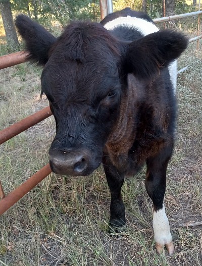 mini cow miniature cattle for sale Texas near me Fort Worth Weatherford Mineral Wells Stephenville Decatur Bowie Graford Palo Pinto Parker County Dallas Millsap Brock Cool Springtown