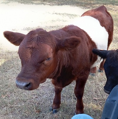 mini cow miniature cattle for sale Texas near me Fort Worth Weatherford Mineral Wells Stephenville Decatur Bowie Graford Palo Pinto Parker County Dallas Millsap Brock Cool Springtown