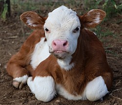 mini cow miniature cattle for sale Texas near me Fort Worth Weatherford Mineral Wells Stephenville Decatur Bowie Graford Palo Pinto Parker County Dallas Millsap Brock Cool Springtown