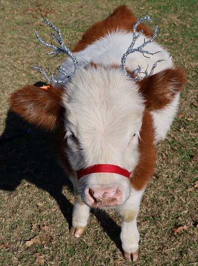 mini cow miniature cattle for sale Texas near me Fort Worth Weatherford Mineral Wells Stephenville Decatur Bowie Graford Palo Pinto Parker County Dallas Millsap Brock Cool Springtown