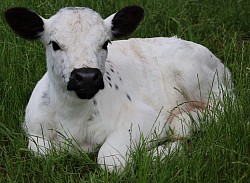 mini cow miniature cattle for sale Texas near me Fort Worth Weatherford Mineral Wells Stephenville Decatur Bowie Graford Palo Pinto Parker County Dallas Millsap Brock Cool Springtown