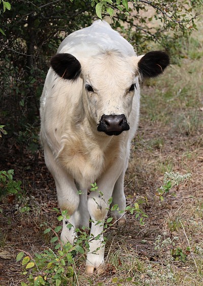 mini cow miniature cattle for sale Texas near me Fort Worth Weatherford Mineral Wells Stephenville Decatur Bowie Graford Palo Pinto Parker County Dallas Millsap Brock Cool Springtown