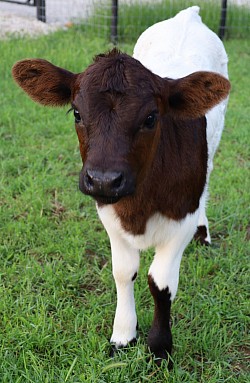 mini cow miniature cattle for sale Texas near me Fort Worth Weatherford Mineral Wells Stephenville Decatur Bowie Graford Palo Pinto Parker County Dallas Millsap Brock Cool Springtown